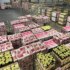 Warehouse in Holland full of flowers