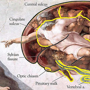Anatomical outlines and labels on the painting, The Creation of Adam by Michelangelo