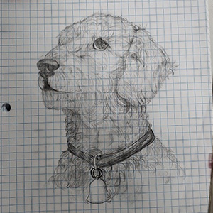Sketch of a dog by Aaliyah Fisher