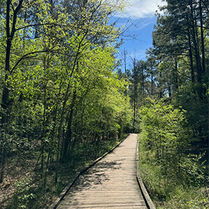 A wooded path in a forrest of trees on a sunny day with blue skies and white clouds.